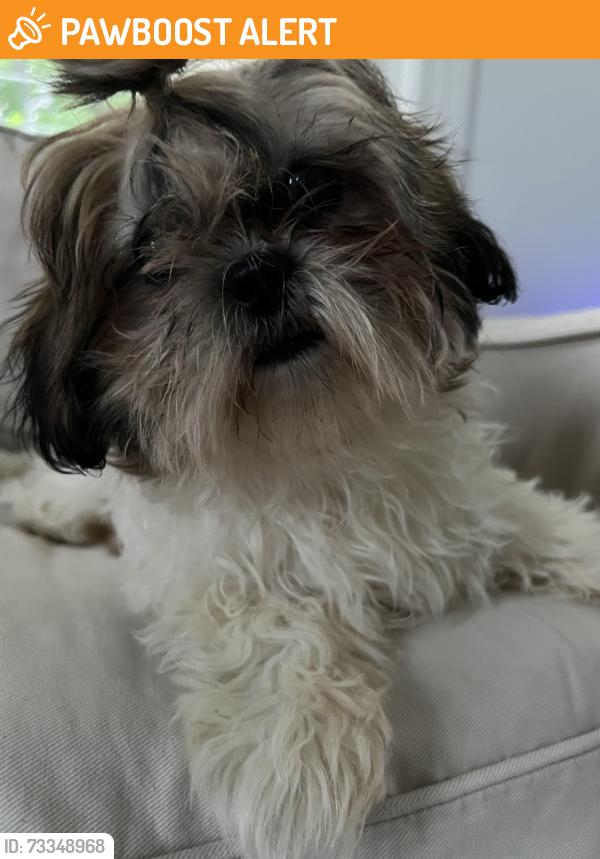 Found/Stray Male Dog last seen Fruit Hill, North Providence, RI 02911