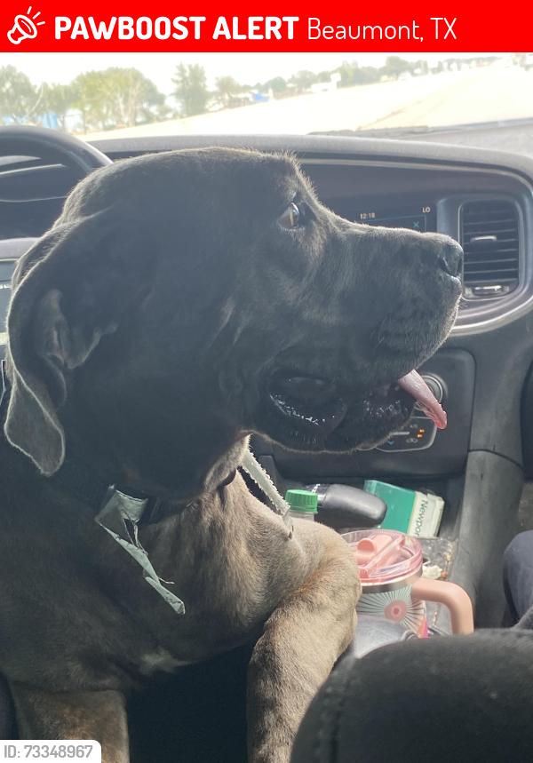 Lost Female Dog last seen Near Cornerstone, Beaumont, TX 77706