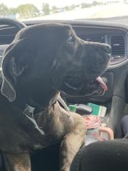 Lost Female Dog last seen Near Cornerstone, Beaumont, TX 77706