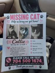 Lost Female Cat last seen N. Pointe Blvd, Statesville, NC 28625
