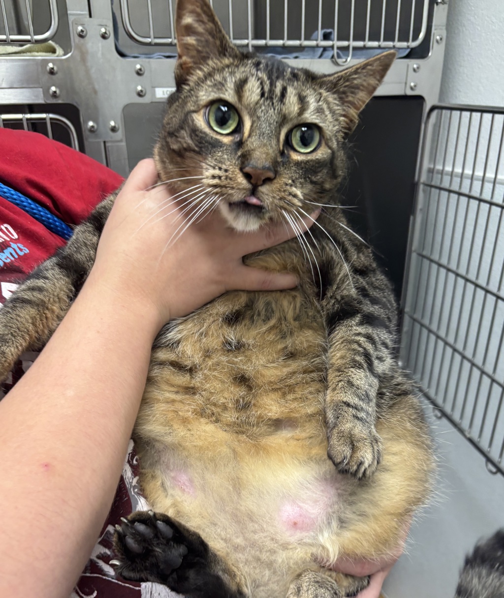 Shelter Stray Unknown Cat last seen Pottery Avenue, PORT ORCHARD, WA, 98366, 9167 Dickey Rd NW, Silverdale, WA 98383, USA
