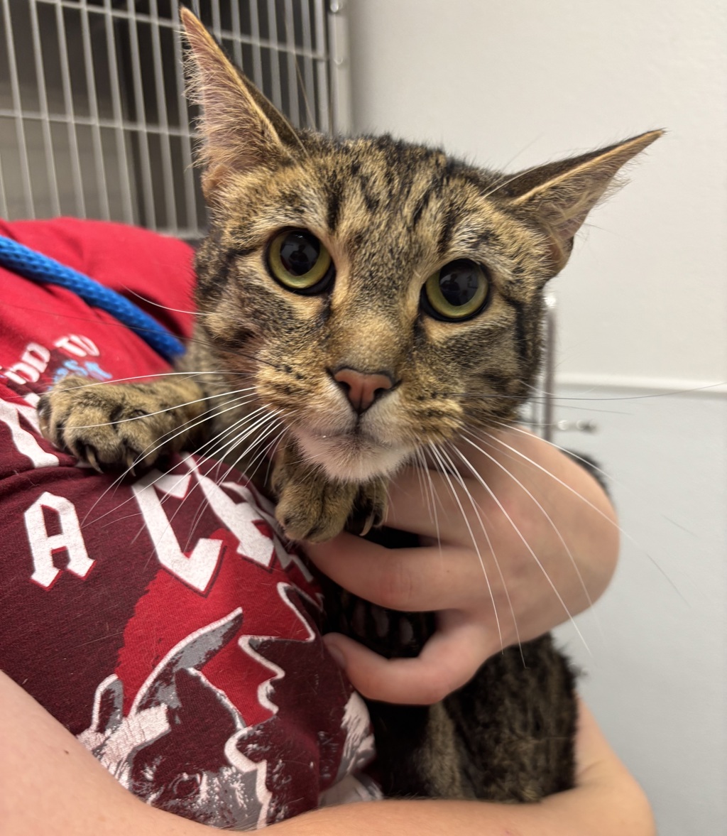 Shelter Stray Male Cat last seen Pottery Avenue, PORT ORCHARD, WA, 98366, 9167 Dickey Rd NW, Silverdale, WA 98383, USA