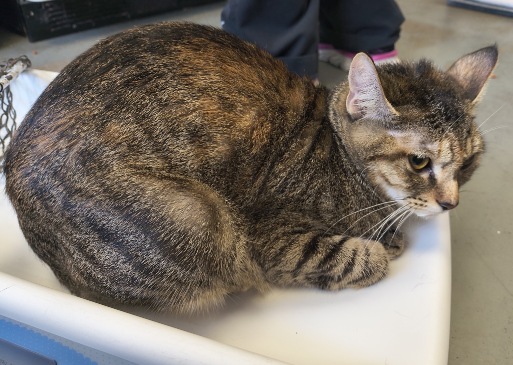 Shelter Stray Female Cat last seen Near N 300 W, SALT LAKE CITY, UT, 84103, 511 W 3900 S, Salt Lake City, UT 84123, USA