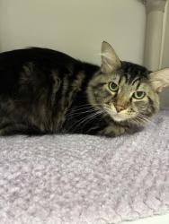 Shelter Stray Male Cat last seen Near W 800 S, SALT LAKE CITY, UT, 84104, 511 W 3900 S, Salt Lake City, UT 84123, USA