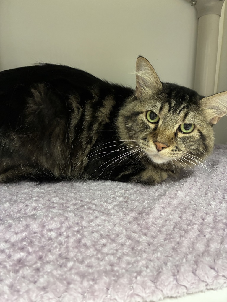 Shelter Stray Male Cat last seen Near W 800 S, SALT LAKE CITY, UT, 84104, 511 W 3900 S, Salt Lake City, UT 84123, USA