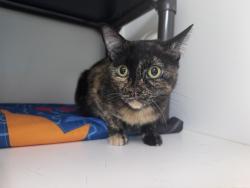 Shelter Stray Female Cat last seen Near W 800 S, SALT LAKE CITY, UT, 84104, 511 W 3900 S, Salt Lake City, UT 84123, USA