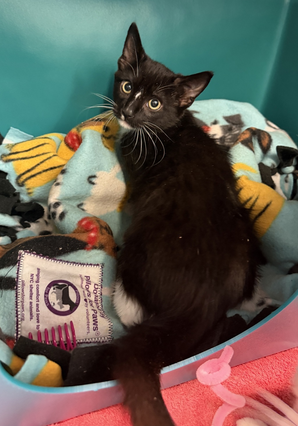 Shelter Stray Male Cat last seen Near Sheffield Avenue, BROOKLYN, NY, 11207, 326 E 110th St, New York, NY 10029, USA