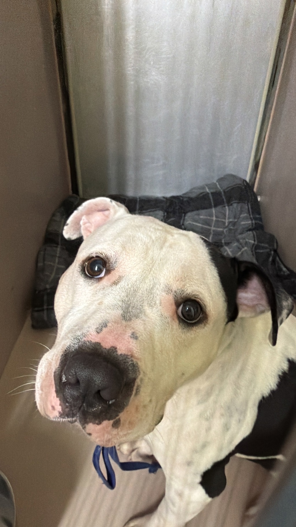 Shelter Stray Male Dog last seen Apt 304,765 E 214 Street, BRONX, NY, 10467, 326 E 110th St, New York, NY 10029, USA