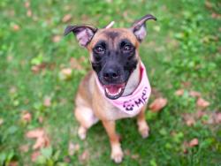 Shelter Stray Female Dog last seen Near Linden Blvd, BROOKLYN, NY, 11226, 326 E 110th St, New York, NY 10029, USA