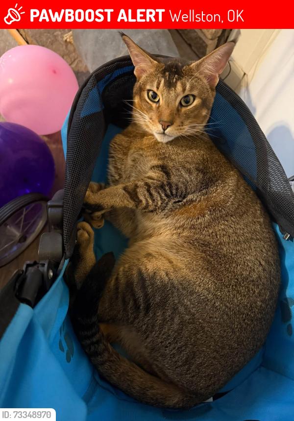 Lost Male Cat last seen Near & Hidden Canyon Rd, Wellston, OK 74881