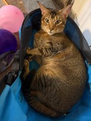Lost Male Cat last seen Near & Hidden Canyon Rd, Wellston, OK 74881