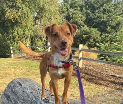 Shelter Stray Male Dog last seen CHINOOK LANDING, TROUTDALE, OR, 97060, 1700 W Historic Columbia River Hwy, Troutdale, OR 97060, USA