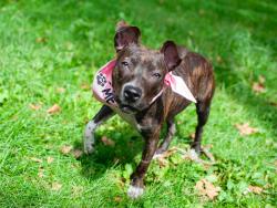 Shelter Stray Female Dog last seen W 34th Street, NEW YORK, NY, 10001, 326 E 110th St, New York, NY 10029, USA