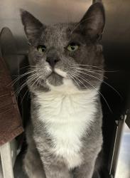Shelter Stray Male Cat last seen N Haven/Fesseden, OR, 1700 W Historic Columbia River Hwy, Troutdale, OR 97060, USA