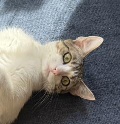 Shelter Stray Female Cat last seen PPB, OR, 1700 W Historic Columbia River Hwy, Troutdale, OR 97060, USA
