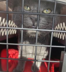 Shelter Stray Male Cat last seen airport, OR, 1700 W Historic Columbia River Hwy, Troutdale, OR 97060, USA