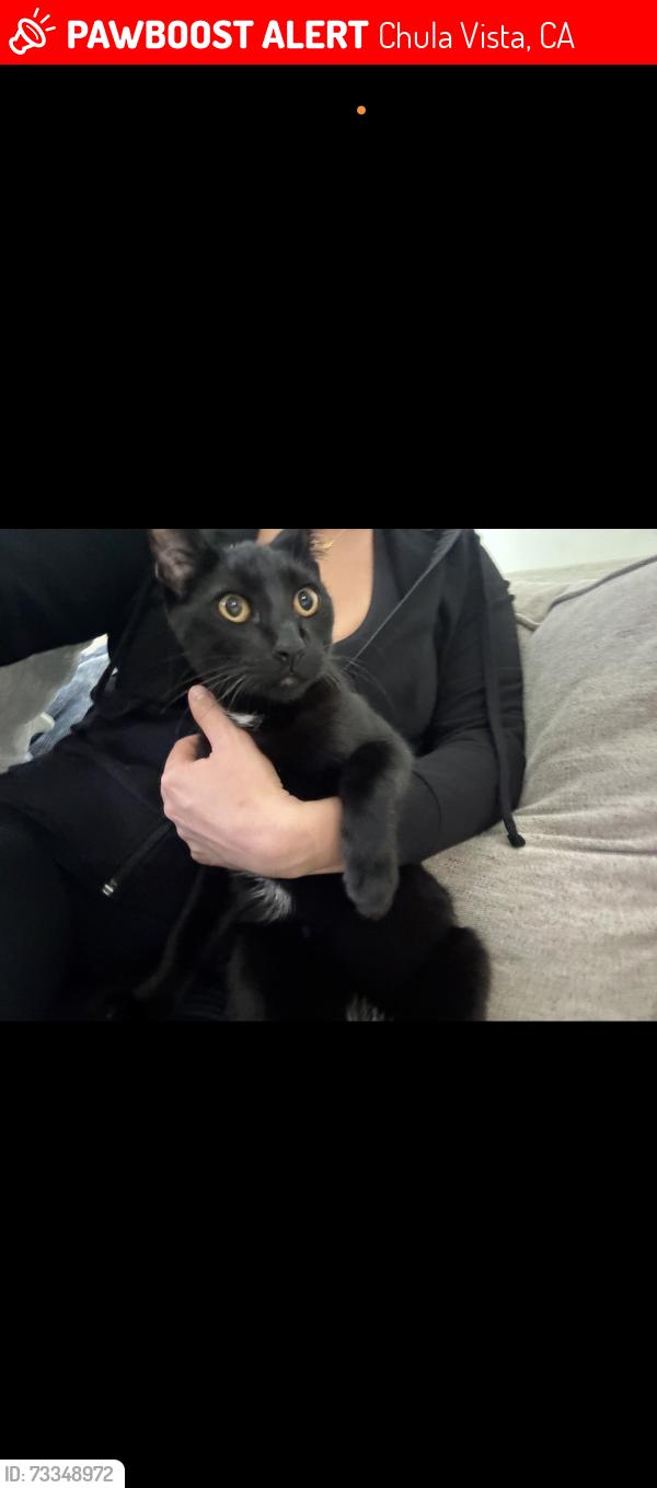 Lost Male Cat last seen Eastlake, Chula Vista, CA 91915
