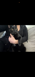 Lost Male Cat last seen Eastlake, Chula Vista, CA 91915