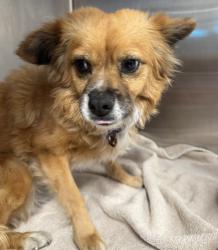 Shelter Stray Female Dog last seen Near Fletcher Parkway, El Cajon, CA, 92020, El Cajon, CA 92020, USA