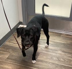 Shelter Stray Male Dog last seen Colony Road, La Mesa, CA, 91942, El Cajon, CA 92020, USA