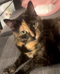 Lost Female Cat last seen Nottingham Gate, Alpharetta, GA 30005