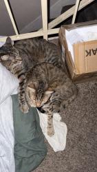 Reunited Male Cat last seen Oso and Cohasset, Los Angeles, CA 91306