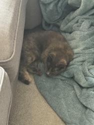 Reunited Female Cat last seen Meadow Grove Trail & Bent Trail Dr, Ann Arbor, MI 48108