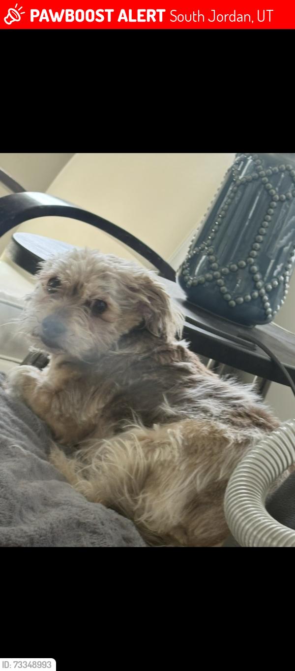Lost Female Dog last seen S kestrel rise rd, South Jordan, UT 84009