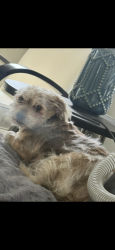 Lost Female Dog last seen S kestrel rise rd, South Jordan, UT 84009