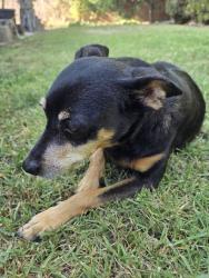 Reunited Female Dog last seen Near Sturrock Dr, Henderson, NV 89044, USA, Henderson, NV 89044