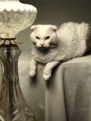 Lost Male Cat last seen Hartford st, Arlington, VA 22201