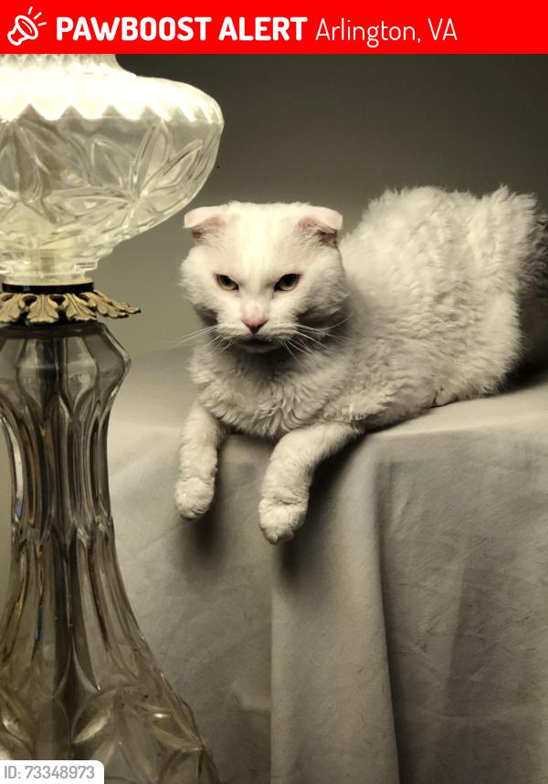 Lost Male Cat last seen Hartford st, Arlington, VA 22201