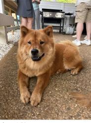 Reunited Female Dog last seen Klondike park, Louisville, KY 40220