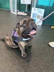 Found/Stray Male Dog last seen Fern Dell north of Los Feliz Blvd, Los Angeles, CA 90068
