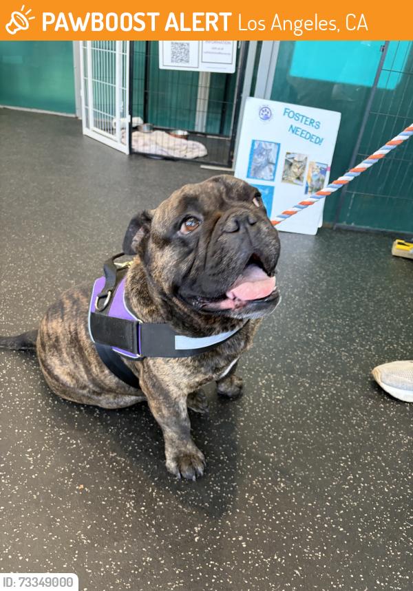 Found/Stray Male Dog last seen Fern Dell north of Los Feliz Blvd, Los Angeles, CA 90068