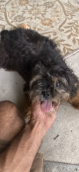 Found/Stray Male Dog last seen Preston, Pasadena, TX 77502