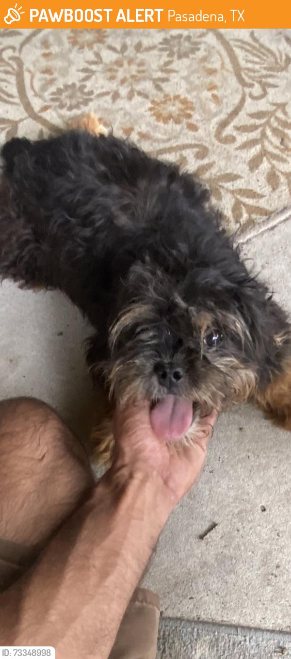 Found/Stray Male Dog last seen Preston, Pasadena, TX 77502