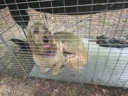 Reunited Female Dog last seen Caroline County Animal Control Shelter, 14080 Devils Three Jump Rd, Milford, VA 22514, Caroline County, VA 22427