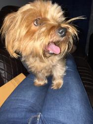 Reunited Female Dog last seen Near av and Johnson st, Hollywood, FL 33024