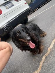 Reunited Female Dog last seen Polos at Hudson Rd Apts, Greer, SC 29687