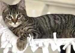 Lost Male Cat last seen Taper Reach, Chatfield Manor area, Harris County, TX 77377