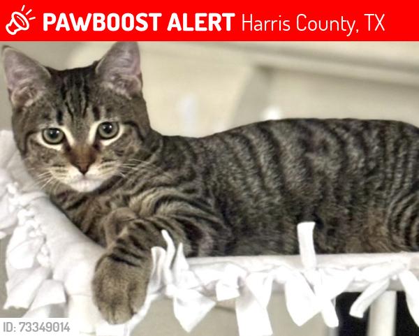Lost Male Cat last seen Taper Reach, Chatfield Manor area, Harris County, TX 77377