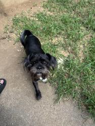 Lost Male Dog last seen Georgetown st, Lexington, KY 40508