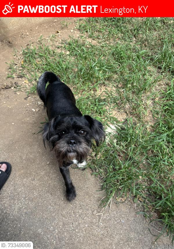 Lost Male Dog last seen Georgetown st, Lexington, KY 40508