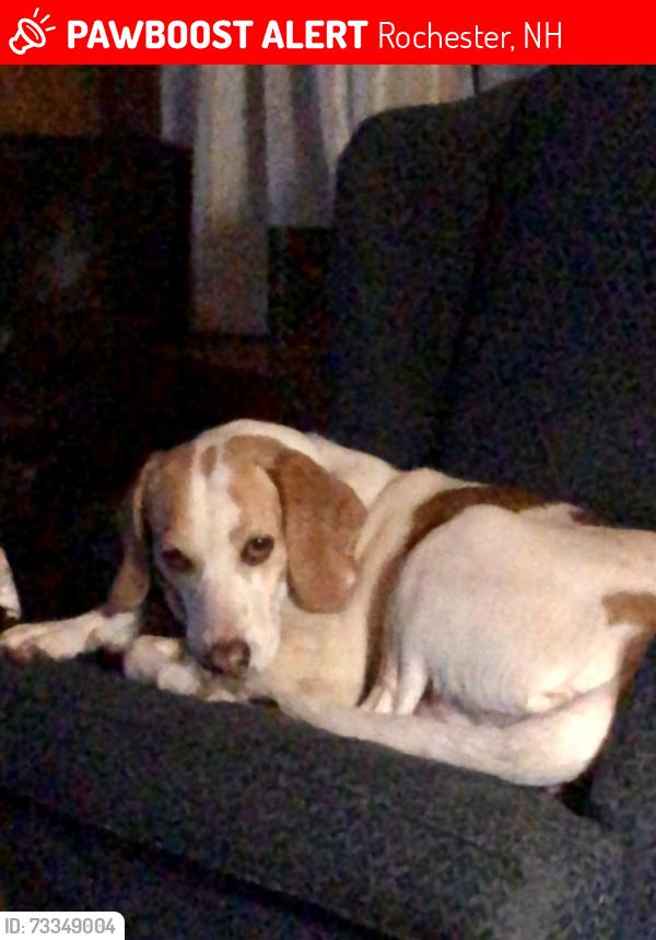 Lost Female Dog last seen Spaulding High School, Rochester, NH 03867