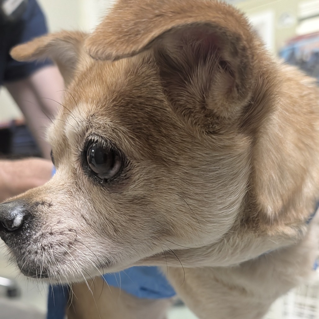 Shelter Stray Unknown Dog last seen , Animal Care & Control Team of Philly, 111 W Hunting Park Ave, Philadelphia, PA 19140, USA