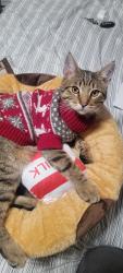 Reunited Male Cat last seen Near S 5th st, San Jose, CA 95112