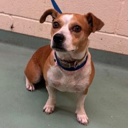 Shelter Stray Female Dog last seen , 2350 Appling City Cove, Memphis, TN 38133, USA