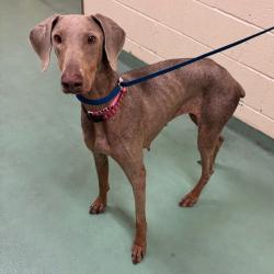 Shelter Stray Female Dog last seen , 2350 Appling City Cove, Memphis, TN 38133, USA