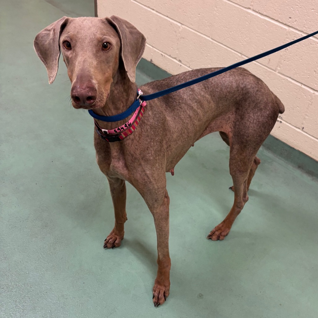 Shelter Stray Female Dog last seen , 2350 Appling City Cove, Memphis, TN 38133, USA